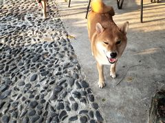 -柴犬高等学院·狗咖·柴犬售卖·宠物训练