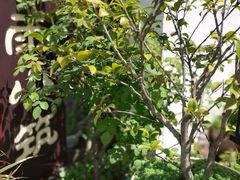-煮雨小筑(斜塘老街店)