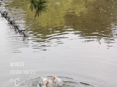 -水绘园