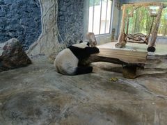 -海南热带野生动植物园