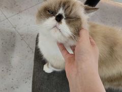 -喵园·猫主题咖啡厅·撸猫·猫咖(国贸店)