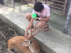 -鹿境梅花鹿生态园区