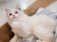 -飞行喵MR PILOT|猫舍·猫咖(静安大融城店)
