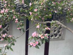-沧浪亭