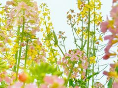 -中国天府农业博览园