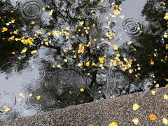 -广州兰圃