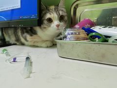-圣宠动物医院·犬猫专科·影像中心·外科中心