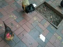 景点-长白岛森林公园