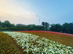 -大塘金香草谷