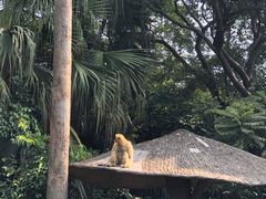 -深圳野生动物园