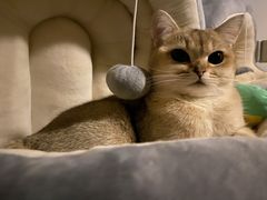 -瑞派康怡24h宠物医院·犬猫医疗中心·微创绝育(瑞景分院)