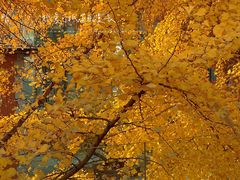 -腾爱熊猫咖啡生活馆(老东门店)