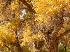 -王顺山国家森林公园