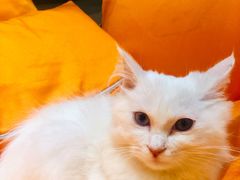 -飞行喵MR PILOT|猫舍·猫咖(静安大融城店)