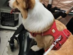 -FAELING PETS美天灵宠物(合生汇店)