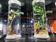 -广东中医药博物馆