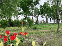 -春花秋色城市公园