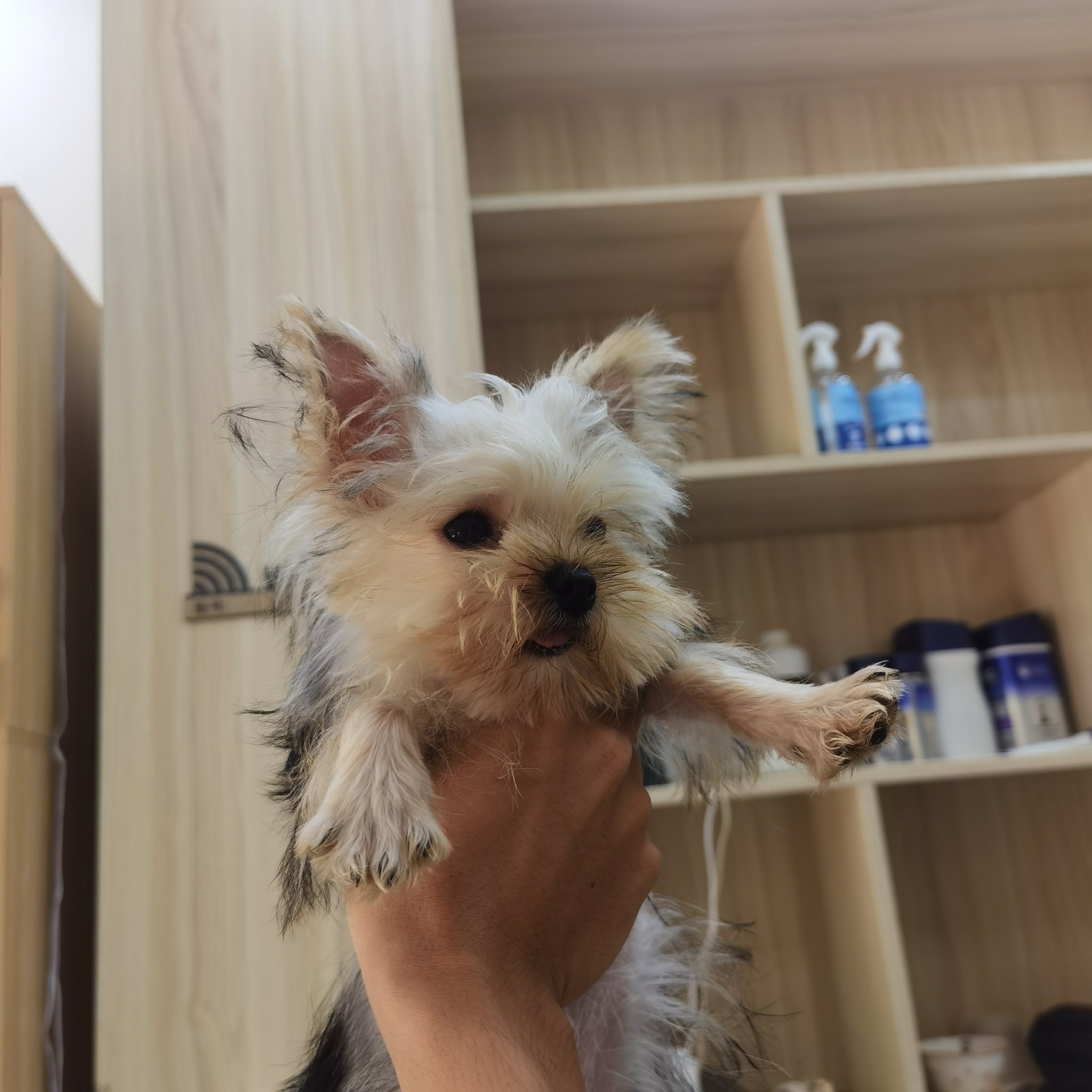 约克夏=约克夏最贵三个颜色