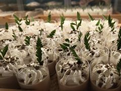 -千滋百味自助海鲜烤肉(布吉景华店)