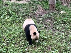-都江堰中华大熊猫苑