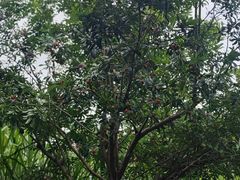 -雅达·阳羡溪山小镇中心