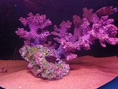 -欢乐海岸海洋奇梦馆