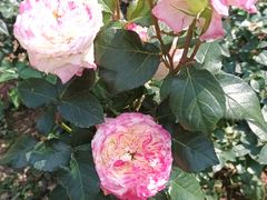 -人民公园(罗湖区)