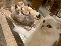 -more than meow吴止猫主题餐厅(承德 中船汇店)