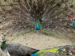 -广州白江湖森林公园