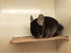 -龙猫仔乐园(惠福东路店)