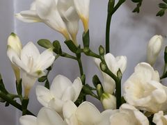 -宝鸡东道花鸟鱼虫市场(吉利花园商场店)