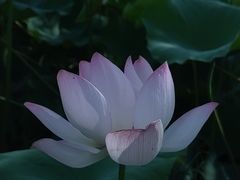 -花博汇(知音花月夜)