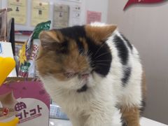 -艾贝尔宠物医院 ·中兽医·宠保定点(北门桥店)