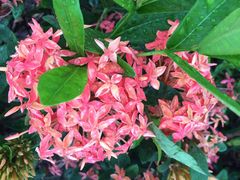 iphone_upload_pic-海鸥岛