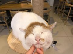 -平行世界·猫咖(首经贸店)