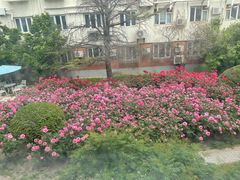 -清华大学-观畴园餐厅