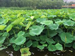 -前关湿地公园
