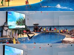 -海合安天津极地海洋公园