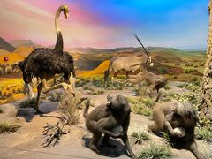 -国家自然博物馆