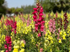 -上海滨江森林公园