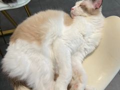 -飞行喵MR PILOT|猫舍·猫咖(静安大融城店)