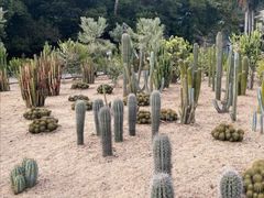 -深圳仙湖植物园