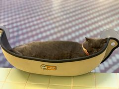 -有猫主题·治愈系猫咖(曾厝垵店)