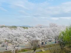 -天王浮山樱花园