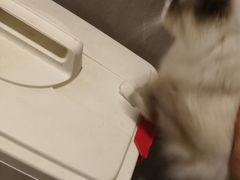 -猫色咖啡·猫咖