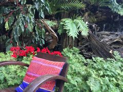 -Fern Forest Cafe