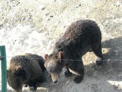 -新疆天山野生动物园