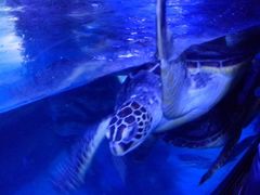 -烟台海昌鲸鲨海洋公园