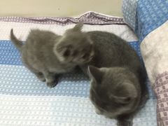 -北京博爱动物医院有限公司