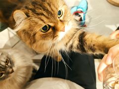 -猫儿山۰猫主题餐厅